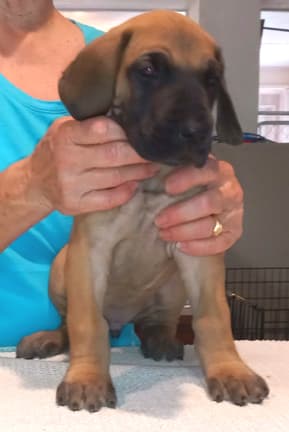 Pup 2 F Boy Tensy Denali, photo 32