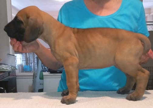 Pup 2 F Boy Tensy Denali, photo 33