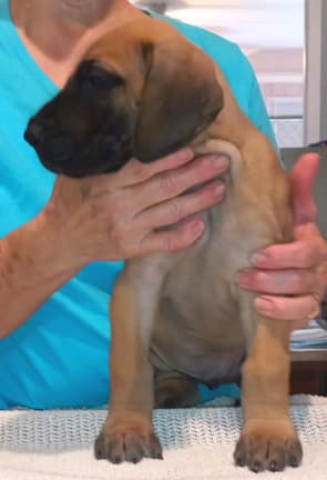 Pup 2 F Boy Tensy Denali, photo 34