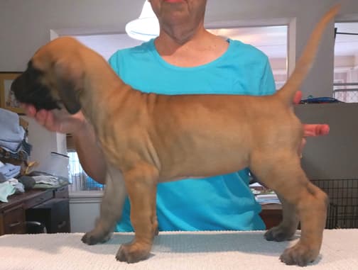 Pup 2 F Boy Tensy Denali, photo 35