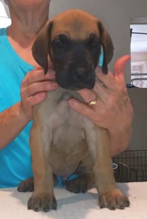 Pup 2 F Boy Tensy Denali, photo 36