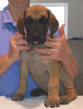 Pup 2 F Boy Tensy Denali, photo 28