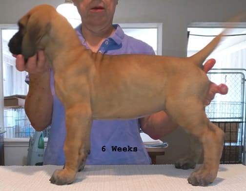 Pup 2 F Boy Tensy Denali, photo 20