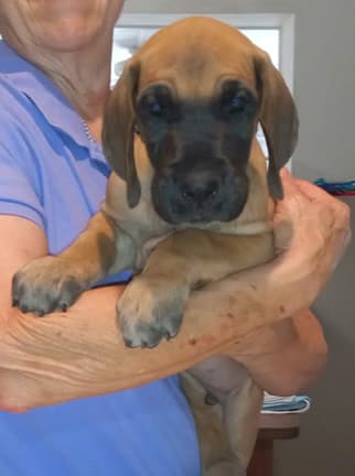 Pup 2 F Boy Tensy Denali, photo 21