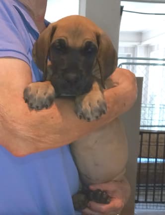 Pup 2 F Boy Tensy Denali, photo 22