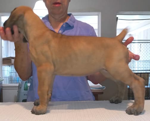 Pup 2 F Boy Tensy Denali, photo 23