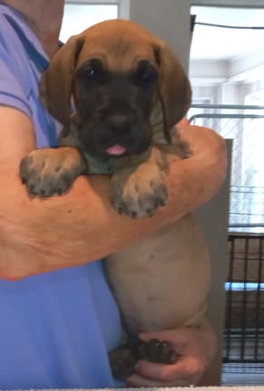 Pup 2 F Boy Tensy Denali, photo 24