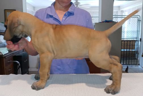 Pup 2 F Boy Tensy Denali, photo 25