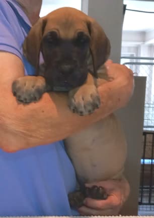 Pup 2 F Boy Tensy Denali, photo 26