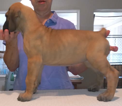 Pup 2 F Boy Tensy Denali, photo 27