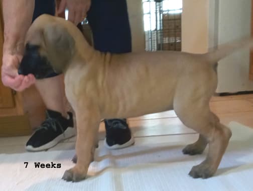 Pup 2 F Boy Tensy Denali, photo 13