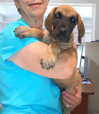 Pup 2 F Boy Tensy Denali, photo 14