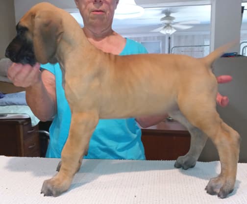 Pup 2 F Boy Tensy Denali, photo 15