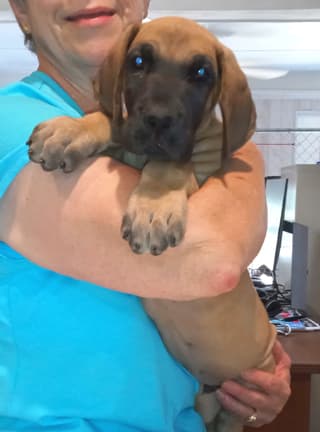Pup 2 F Boy Tensy Denali, photo 16