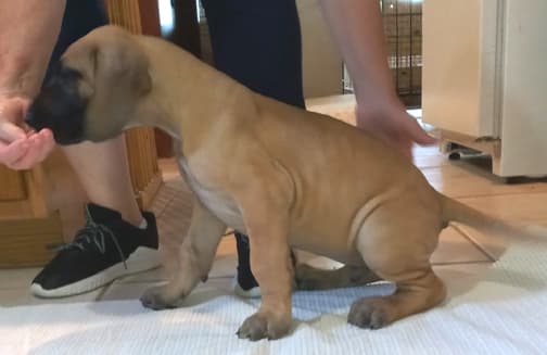 Pup 2 F Boy Tensy Denali, photo 18