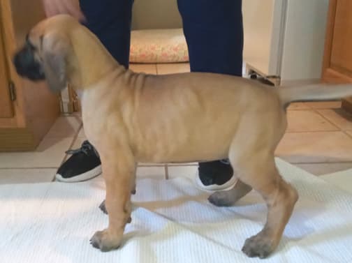 Pup 2 F Boy Tensy Denali, photo 19