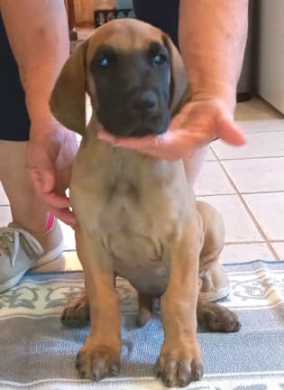 Pup 2 F Boy Tensy Denali, photo 8