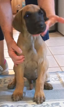 Pup 2 F Boy Tensy Denali, photo 6