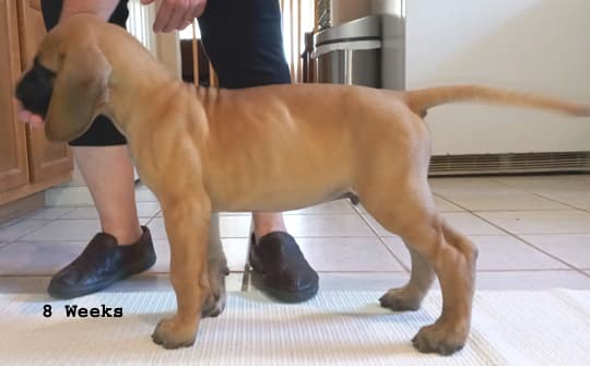 Pup 2 F Boy Tensy Denali, photo 1