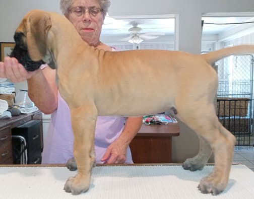 Pup 2 F Boy Tensy Denali, photo 5