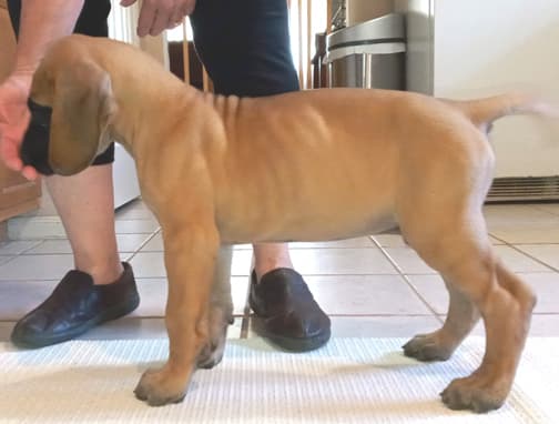 Pup 2 F Boy Tensy Denali, photo 7
