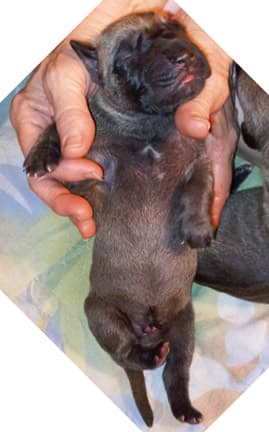 Pup 2 F Boy Tensy Denali, photo 74