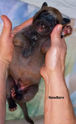 Pup 2 F Boy Tensy Denali, photo 73