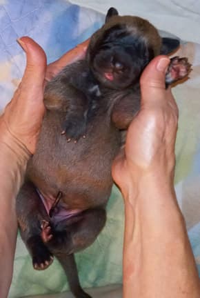 Pup 2 F Boy Tensy Denali, photo 75