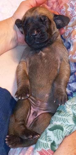 Pup 2 F Boy Tensy Denali, photo 70