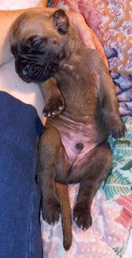 Pup 2 F Boy Tensy Denali, photo 71