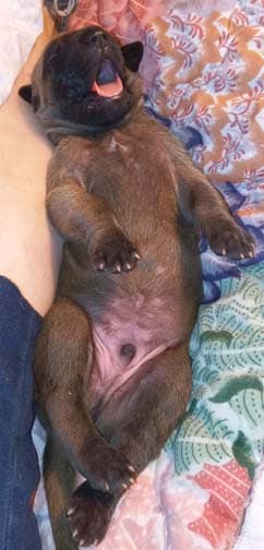 Pup 2 F Boy Tensy Denali, photo 72