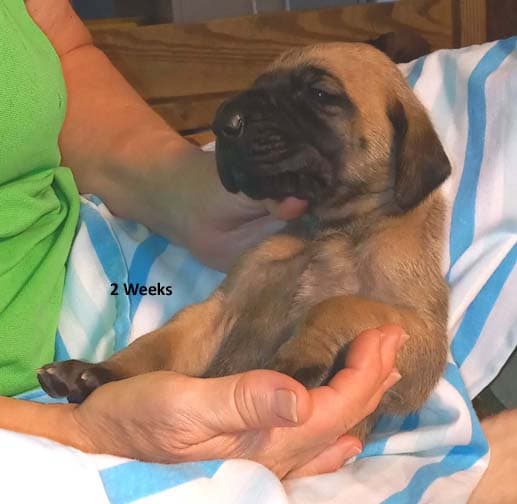 Pup 2 F Boy Tensy Denali, photo 58