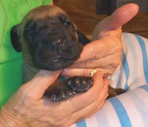 Pup 2 F Boy Tensy Denali, photo 66