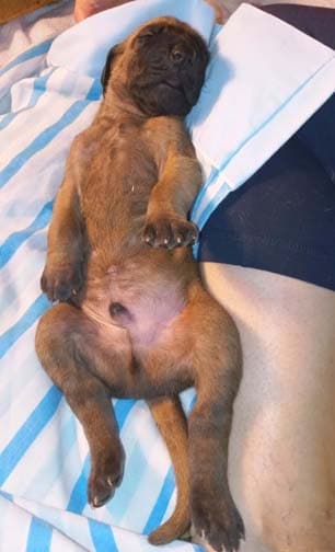 Pup 2 F Boy Tensy Denali, photo 59