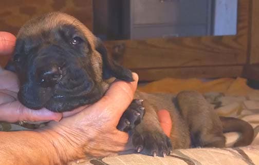 Pup 2 F Boy Tensy Denali, photo 60