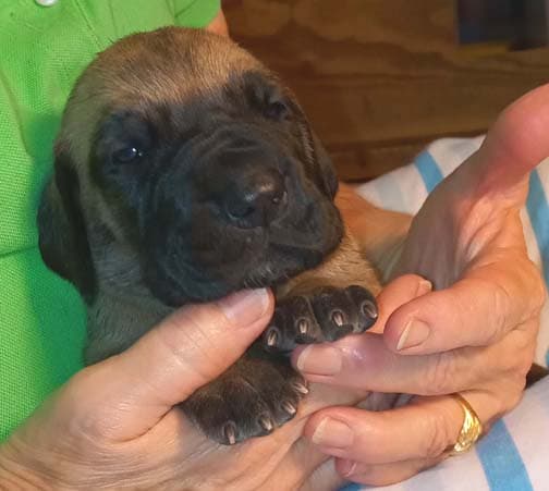 Pup 2 F Boy Tensy Denali, photo 61