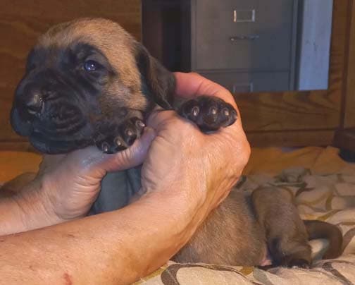 Pup 2 F Boy Tensy Denali, photo 62