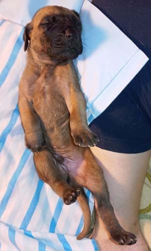 Pup 2 F Boy Tensy Denali, photo 63