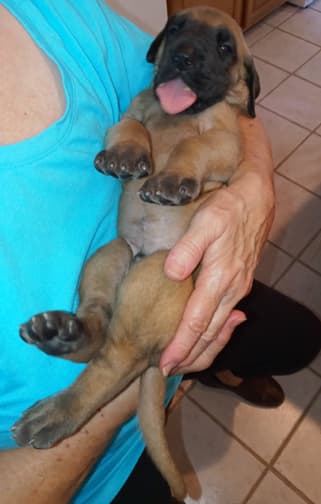 Pup 2 F Boy Tensy Denali, photo 56