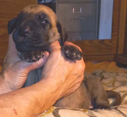 Pup 2 F Boy Tensy Denali, photo 41