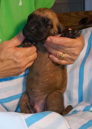 Pup 2 F Boy Tensy Denali, photo 65