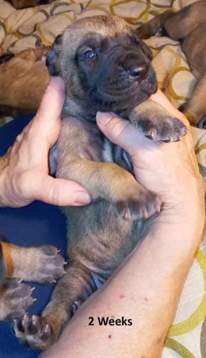 Pup 8 F Boy Tensy Denali, photo 56