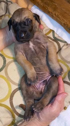 Pup 8 F Boy Tensy Denali, photo 57