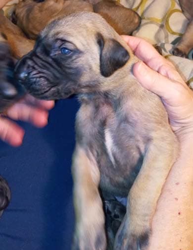 Pup 8 F Boy Tensy Denali, photo 58