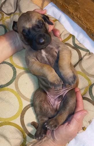 Pup 8 F Boy Tensy Denali, photo 59