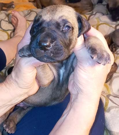 Pup 8 F Boy Tensy Denali, photo 60