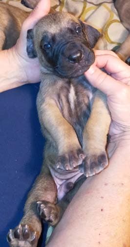 Pup 8 F Boy Tensy Denali, photo 61