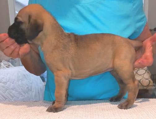 Pup 8 F Boy Tensy Denali, photo 52