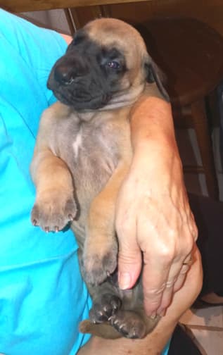 Pup 8 F Boy Tensy Denali, photo 53