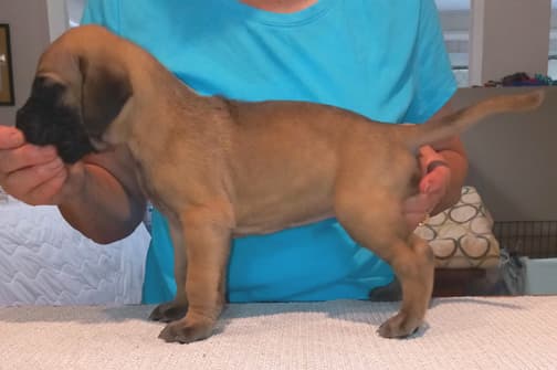 Pup 8 F Boy Tensy Denali, photo 54